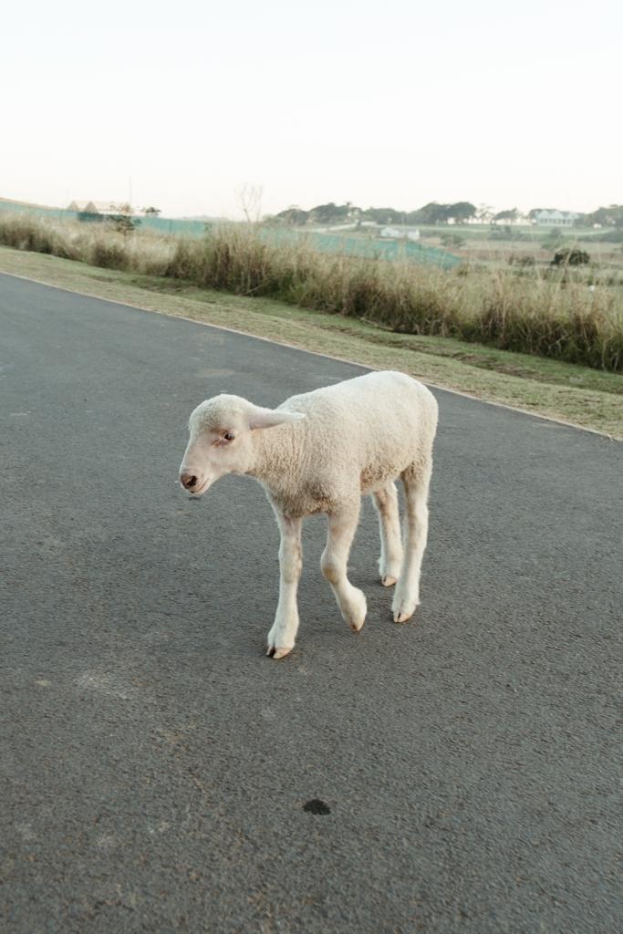 Springvale Country Estate, Sheffield, KZN North Coast - Estate Update